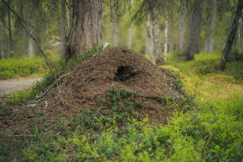 Auttiköngäs Hiking Experience - Booking and Pricing