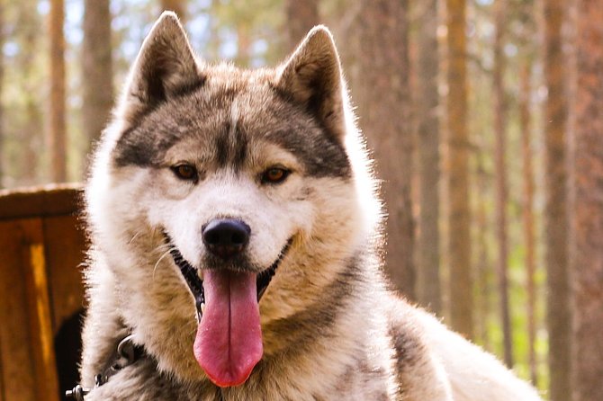 Autumn Delight - Visit to Husky, Reindeer and Santa Claus in Rovaniemi - Husky Farm Tour