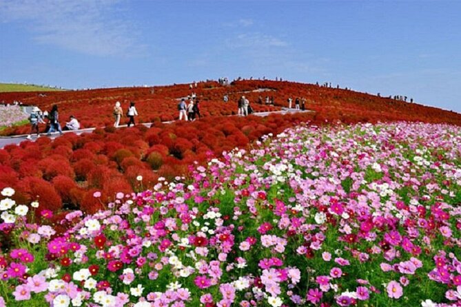 Autumn Flowers at Hitachi Seaside Park 1 Day From Tokyo - Key Points