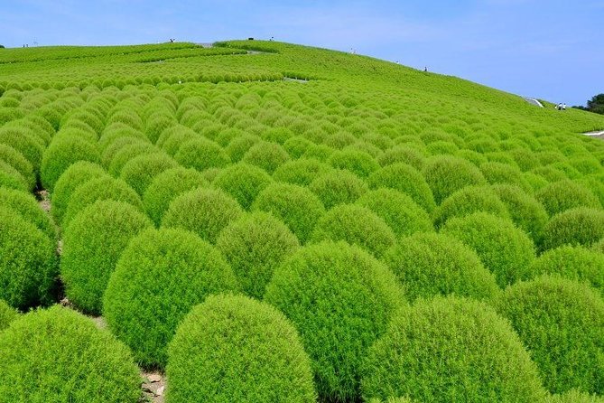 Autumn Flowers at Hitachi Seaside Park 1 Day From Tokyo - Itinerary