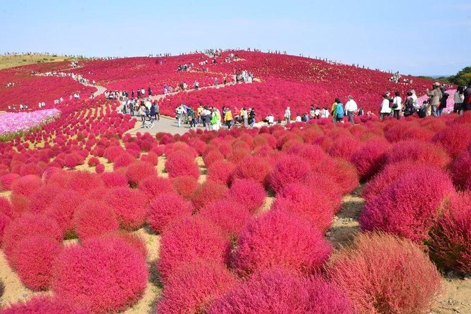 Autumn Flowers at Hitachi Seaside Park 1 Day From Tokyo - Inclusions and Exclusions