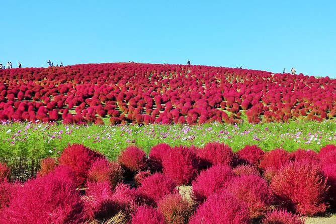 Autumn Flowers at Hitachi Seaside Park 1 Day From Tokyo - Meeting and Pickup Details