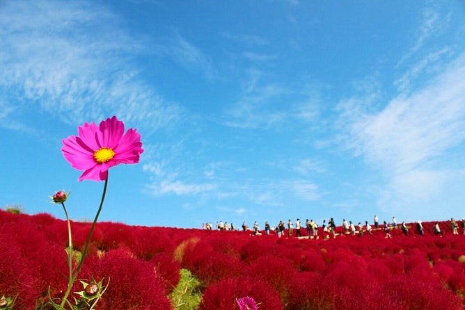 Autumn Flowers at Hitachi Seaside Park 1 Day From Tokyo - Additional Information