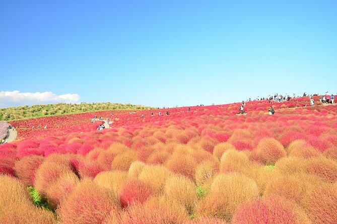 Autumn Flowers at Hitachi Seaside Park 1 Day From Tokyo - Flower Blooms and Seasonal Changes