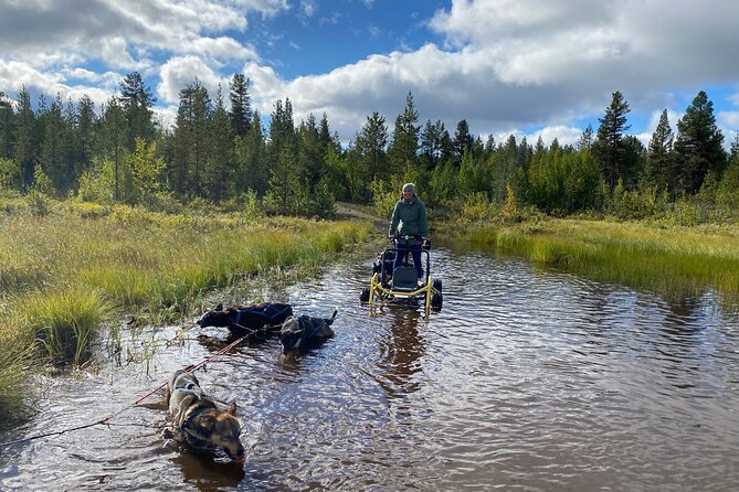 Autumn Husky Sit and Drive Cart Tour From Kiruna - Highlights of the Experience