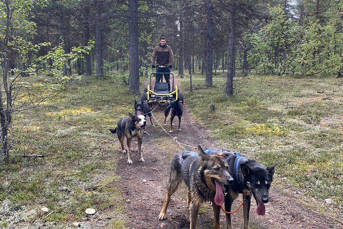Autumn Husky Sit and Drive Cart Tour From Kiruna - Included in the Tour