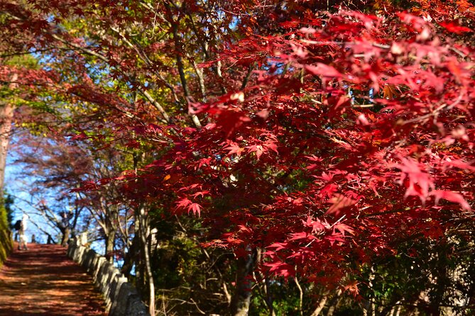 Autumn Leaves Buddha and Mt.Yoshino With Orange Picking Tour - Mount Yoshino