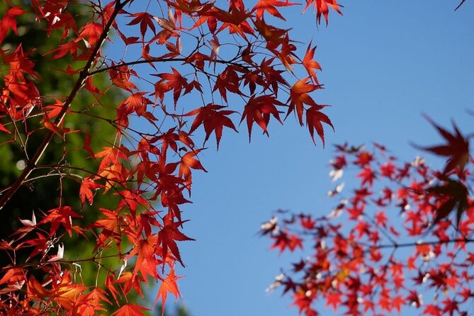 Autumn Leaves Private Tour in Nagoya - Meeting Point and Location