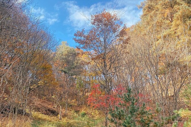 Autumn Trip for Birch Forest and Garden of Nature and Flower Fest - Key Points