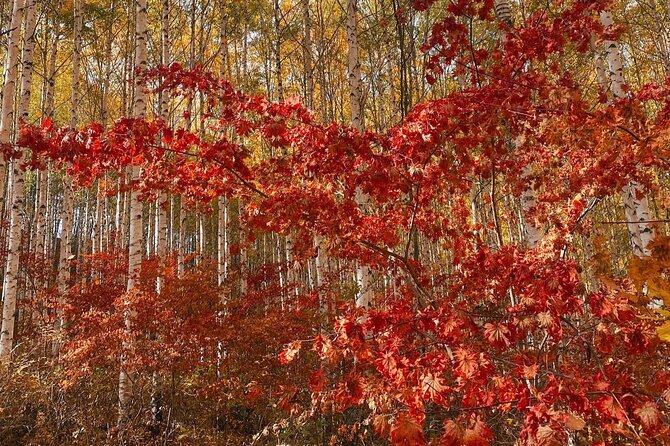 Autumn Trip for Birch Forest and Garden of Nature and Flower Fest - Inclusions and Exclusions