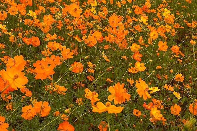 Autumn Trip for Birch Forest and Garden of Nature and Flower Fest - Flower Fest Attractions