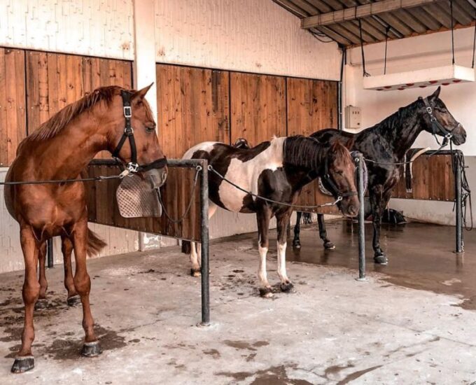 Aveiro: Horseback Riding at a Pedagogical Farm - Activity Highlights