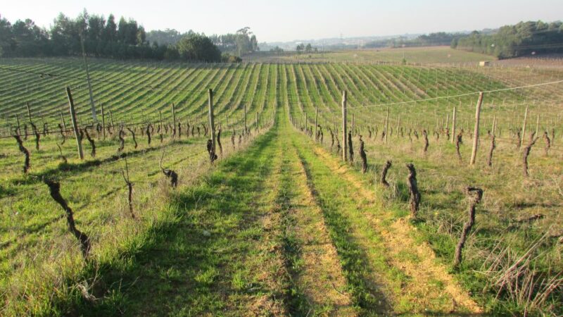 Aveiro Private Tour, Bairrada Wine Cellars & Roasted Piglet - Inclusions and Exclusions