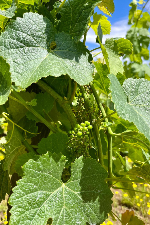 Aveiro: Private Wine Tour in Douro and Bairrada - Language and Guide