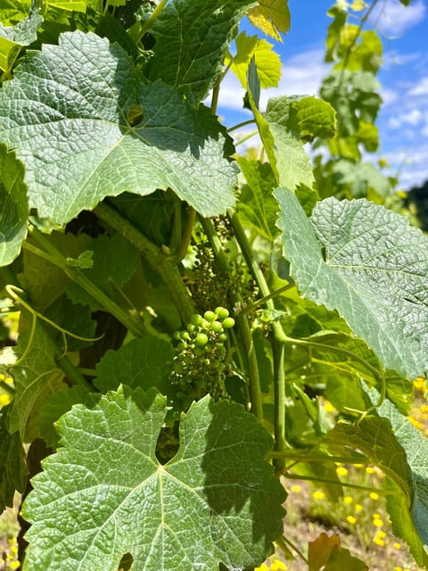 Aveiro: Private Wine Tour in Douro and Bairrada - Booking Information