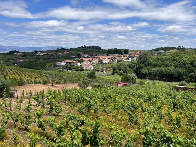 Aveiro: Private Wine Tour in Douro and Bairrada - Pickup and Arrival