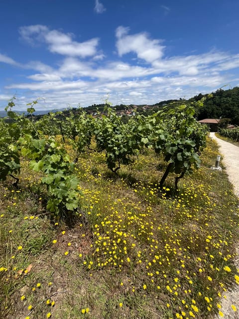 Aveiro: Private Wine Tour in Douro and Bairrada - Frequently Asked Questions