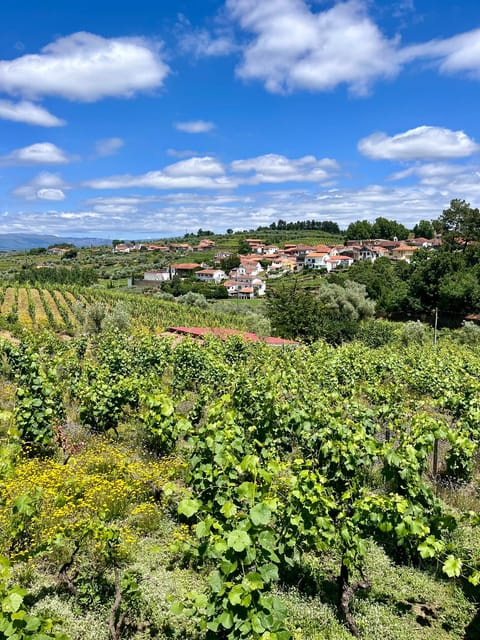 Aveiro: Private Wine Tour in Douro - Tour Overview and Pricing