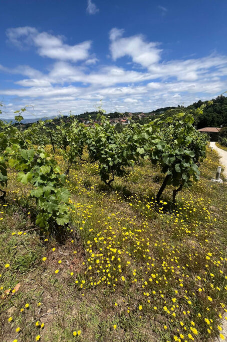 Aveiro: Private Wine Tour in Douro - Explore the Douro Valley