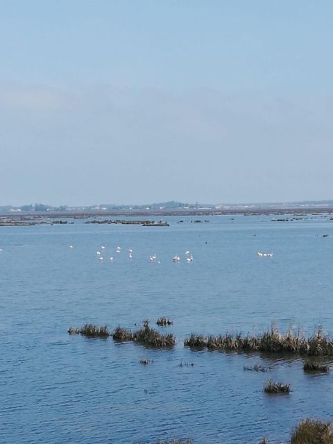 Aveiro: Tour Ria - Bike Adventure in Aveiro's Estuary - Inclusions