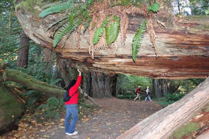 Avenue of the Giants Redwoods Private 2-Day Tour +1 Night Hotel - Transportation Details