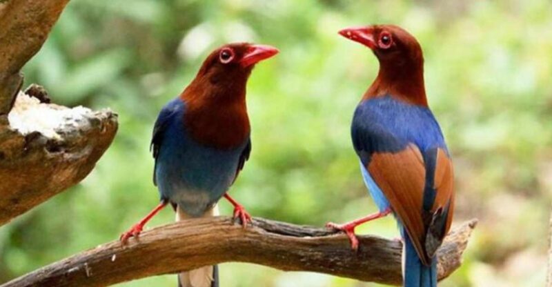 Avian Discovery and Cycling Adventure in Kitulgala - Key Points