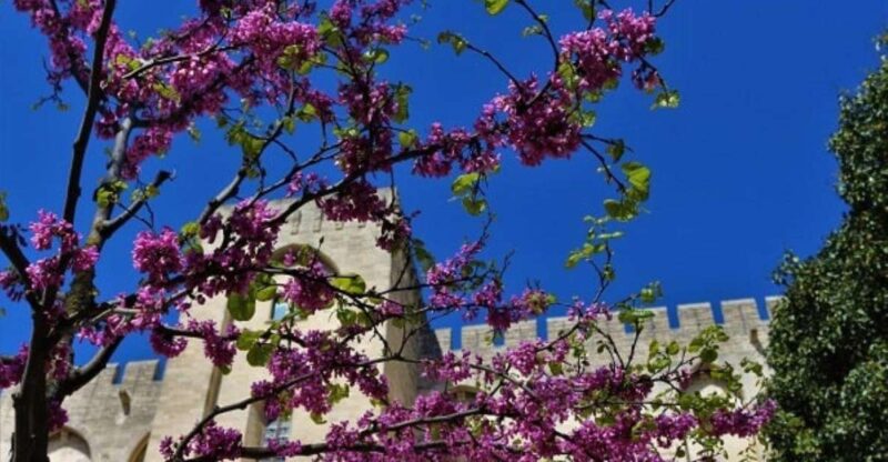 Avignon: Around The Palace Tour - Exploring the Palais Des Papes
