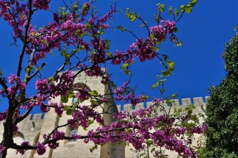 Avignon: Around The Palace Tour - The Gardens of Avignons Sixth Pope