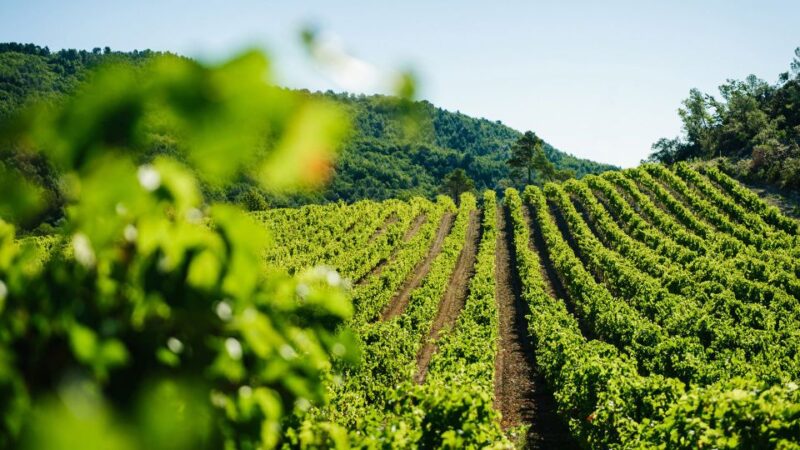 Avignon City of Popes and Wine Tasting Private Full Day Tour - Papal Palace Visit