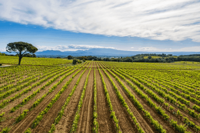 Avignon: Full Day Truffles and Chateauneuf-Du-Pape Wines - Exclusive Tasting of Award-Winning Vintages