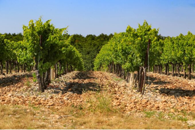 Avignon: Full-Day Wine Tour Around Châteauneuf-Du-Pape - Frequently Asked Questions