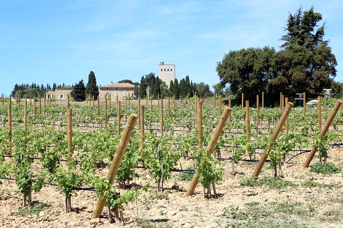 Avignons History, Local Culture & the Wines of Châteauneuf Du Pape Private Tour - Châteauneuf Du Pape Vineyards