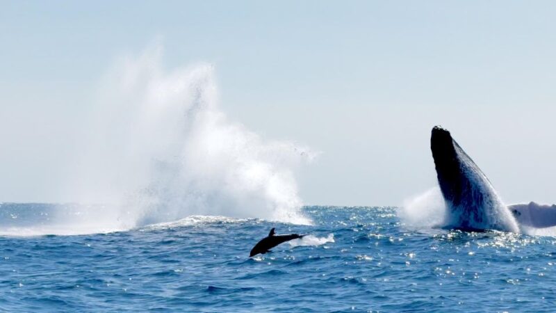 Awakening With Stars, Whales and Dolphins Boat Cruise - Key Points