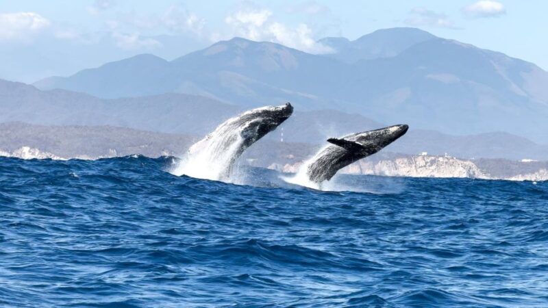Awakening With Stars, Whales and Dolphins Boat Cruise - Highlights of Experience