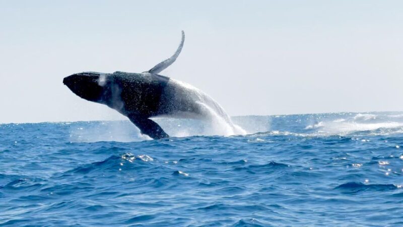 Awakening With Stars, Whales and Dolphins Boat Cruise - Participant Details