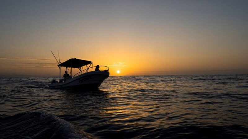 Awakening With Stars, Whales and Dolphins Boat Cruise - Customer Ratings and Feedback