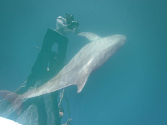 Awakening With Stars, Whales and Dolphins Boat Cruise - Booking and Cancellation Policy