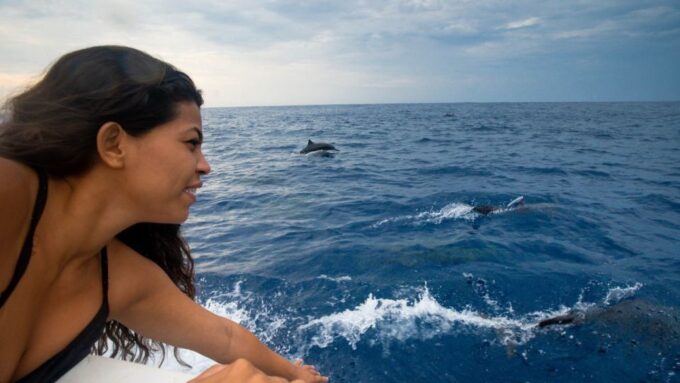 Awakening With Stars, Whales and Dolphins Boat Cruise - What to Expect on the Cruise