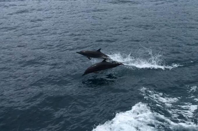 Awakening With Stars, Whales and Dolphins Boat Cruise - Frequently Asked Questions