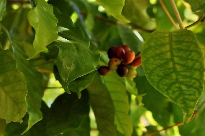 Award Winning Farm Tour: Coffee, Chocolate, & Unique Gifts Await! - Accessibility and Inclusion Details