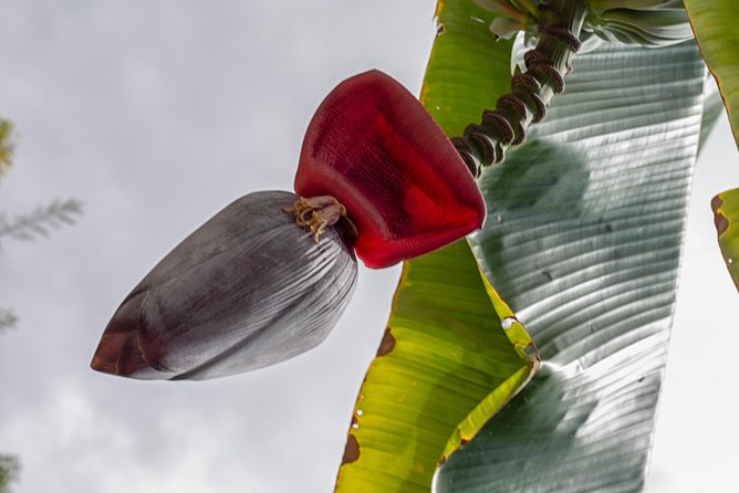 Award Winning Farm Tour: Coffee, Chocolate, & Unique Gifts Await! - Recommended for Travelers