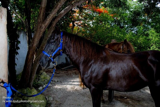 Award-winning Private Classic Horseback Ride - Post-Ride Refreshments