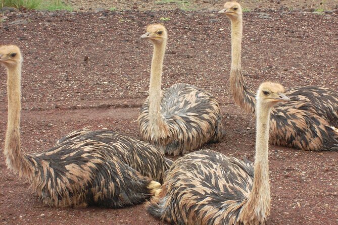 Awash National Park Tours - Additional Information