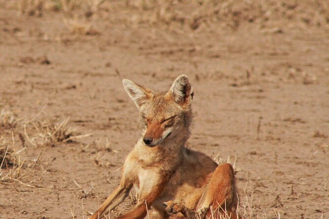 Awash National Park Tours - Reviews