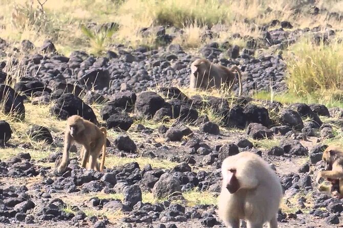 Awash National Park Tours - Discovering Ethiopias Natural Wonders