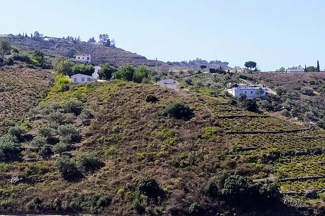 Axarquia VIP Wine Tour With Gourmet Winery Lunch Experience - Gourmet Winery Dinner