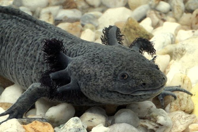 Axolotl Tour From CDMX - Key Points