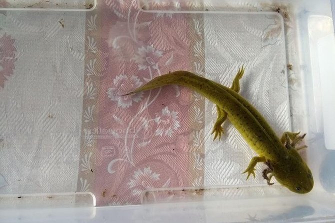Axolotl Tour From CDMX - Meeting and Pickup Details