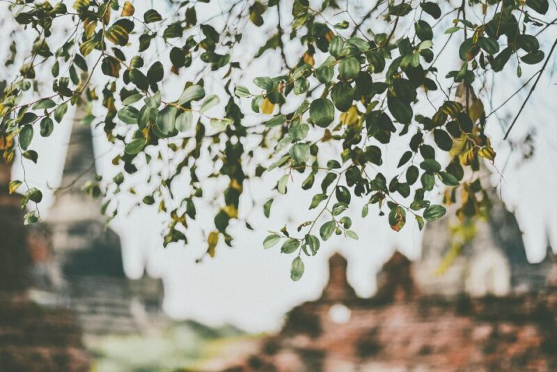 Ayutthaya: Ancient City Temple Tour - Key Points