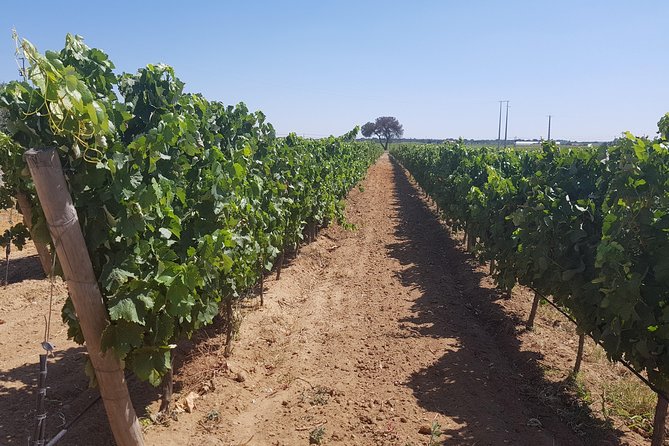 Azeitão and Alentejo Wine and Food Tour - Visiting the Wineries